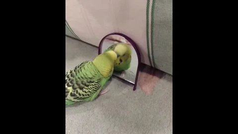 Adorable parakeet is obsessed with talking to himself in the mirror Stockbeeldmateriaal 276491601
