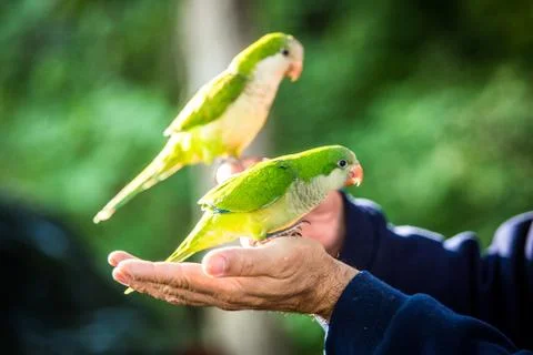Adorable parrots Stock Photos