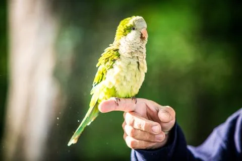 Adorable parrots Stock Photos