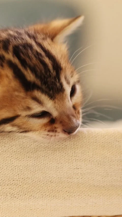 An Adorable, peacefully Sleeping Kitten Closeup, radiating charm and innocence Stock Footage 305981279