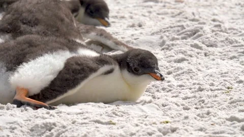 Adorable Penguins Laying on Sandy Beach Close Up Cinematic Cute Animal Stock Footage 277915111
