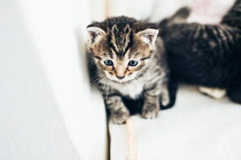 Adorable pensive tiny tabby kitten 写真素材