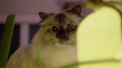 Adorable Pet Cat, Soft Light Indoor Cozy Light Stock Footage 293175126