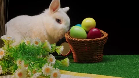 Adorable pet portrait featuring festive spring decorations and greenery Vídeos de archivo 330487991