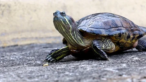 Adorable pet tortoise looking around and walks away Stock Footage 122729522