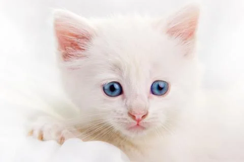 Adorable Stock Photos