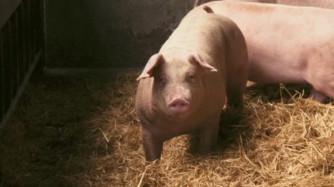 Adorable pig smiling to camera in a comfortable straw barn Stock Footage 246707873