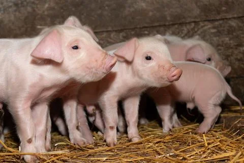 Adorable Piglets Happily Exploring Their Cozy Barn Environment Full of Warmth Stock Photos