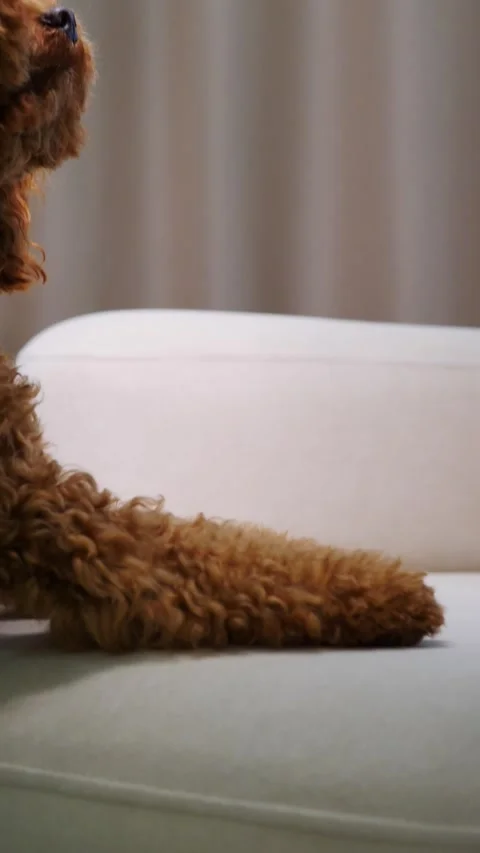An Adorable Playful Poodle Eagerly Reaching Upwards in Excitement for a Stock Footage 307585853