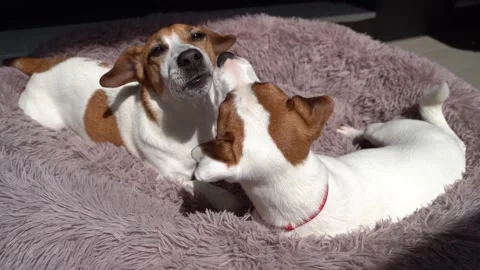 Adorable playing two dogs Jack Russell terriers Vídeo Stock 241729686