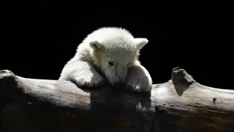 Adorable Polar Bear Cub Resting on a Log with Dark Background Stock Footage 340388490