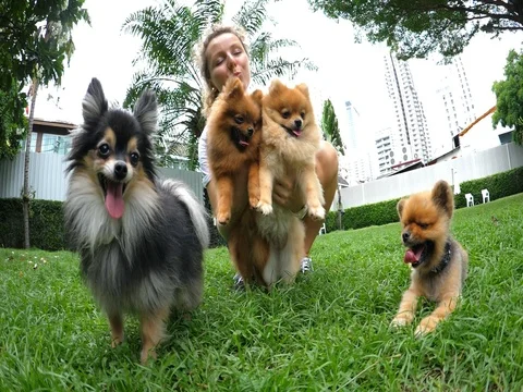 Adorable Pomeranian Dogs Outdoors With Girl Stock Footage