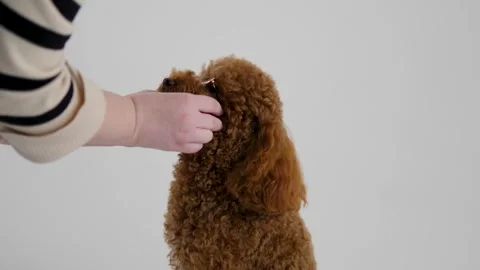 An adorable Poodle dog being lovingly petted by a human showcasing their Stock Footage 312252404