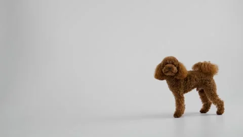 An Adorable Poodle Figurine Displayed Elegantly in a Minimalistic and Modern Stock Footage 312252498