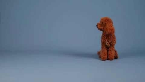 An Adorable Poodle is Looking Out Thoughtfully at its Beautiful Surroundings Stock Footage 305544400
