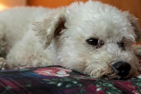 Adorable Poodle poses for the camera on bed Stock Photos