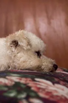 Adorable Poodle poses for the camera on bed Foto stock