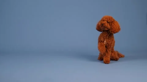 An adorable Poodle is set against a charming blue background, showcasing its Stock Footage 305545335