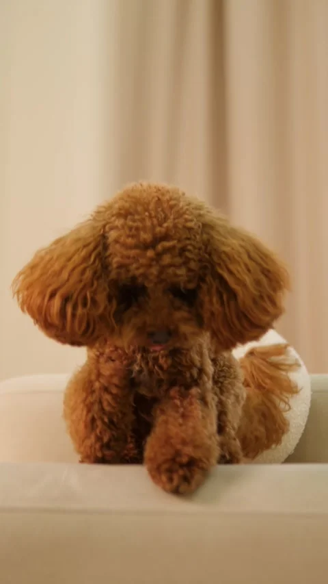 An Adorable Poodle Sitting Elegantly on a Couch in a Cozy Room, Looking Cheerful Stock Footage 307586712