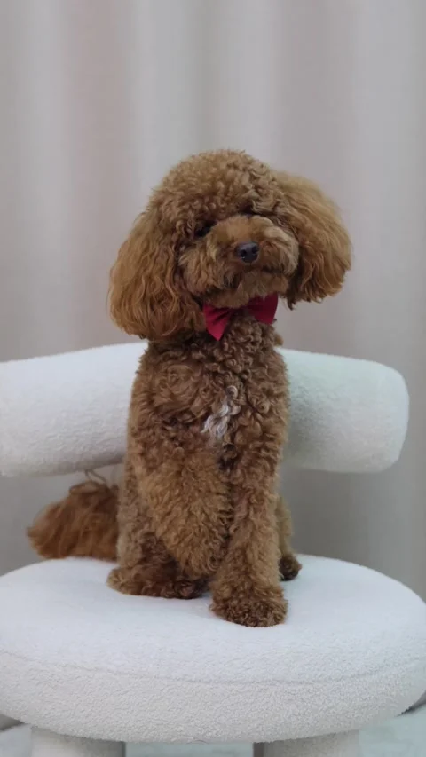 An Adorable Poodle is Sitting Elegantly in a Soft and Comfortable Chair with Stock Footage 307585713