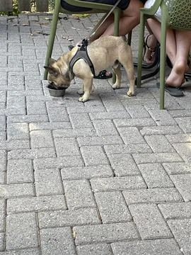 Adorable pug. Stock Photos