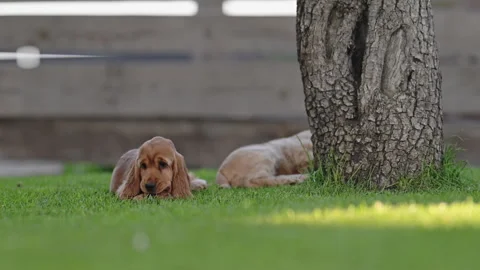 Adorable puppies having fun on green grass, sunny day, 4K slow motion Vídeo Stock 334448892