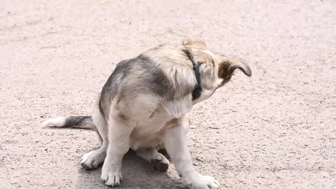 Adorable puppy bites fleas on its body while sitting on ground. Stock Footage 335403541