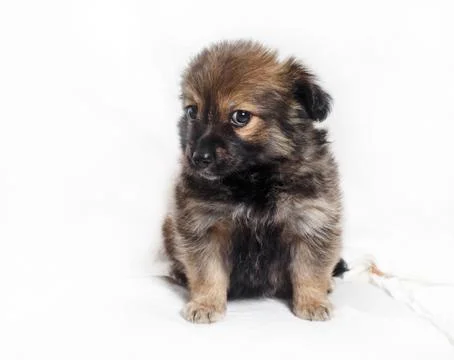 Adorable puppy dog Foto stock