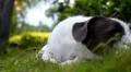 Adorable Puppy Dog in the Yard. Slow Motion. HD Footage