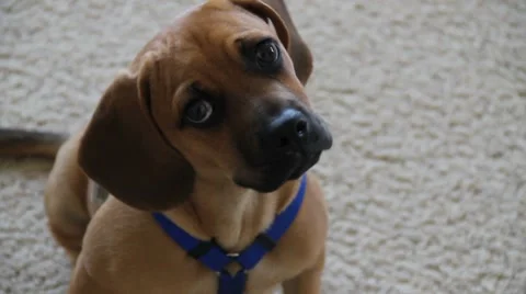 Adorable puppy 스톡 동영상 7132265