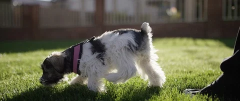 Adorable Puppy Mini Schnauzer Getting Dropped Into Shot 6k 100fps Stock Footage 88746392
