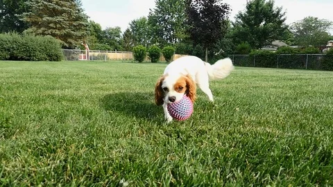 Adorable puppy retrieving a ball Stock Footage 77341849