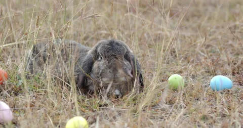 Adorable rabbit with easter eggs in the meadow at morning Stock Footage 230070502