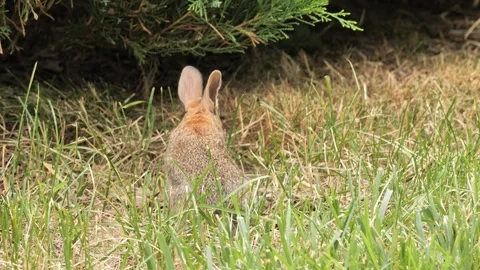 Adorable rabbit eats grass Stock Footage 277428066