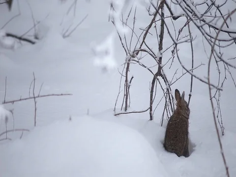 Adorable Rabbit hops in the snow, searches for food and munches on twigs Stock Footage