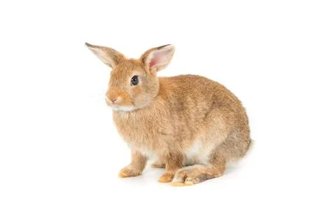 Adorable rabbit isolated on a white background Stock Photos