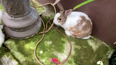 Adorable rabbit outside the house Stock Footage 219639978