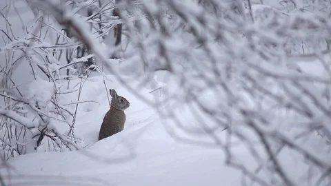 Adorable Rabbit sits in the Snow framed by branches Vidéo 76503681