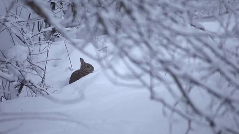 Adorable Rabbit sits in the Snow framed by branches and then hops Video stock 76503682
