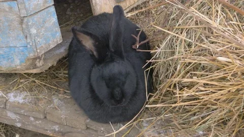 Adorable rabbit sitting in the rabbit barn. Stock Footage 143321720