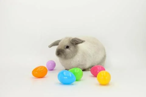 An adorable rabbit with some easter eggs against a white background Foto stock