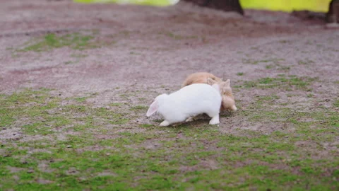 Adorable rabbits jumping and chasing each other on green meadow by the lake. 库存影片 335414190