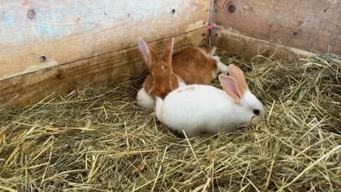 Adorable Rabbits Rest Peacefully on Soft Hay in a Wooden Enclosure on a Farm Stock Footage 344967071