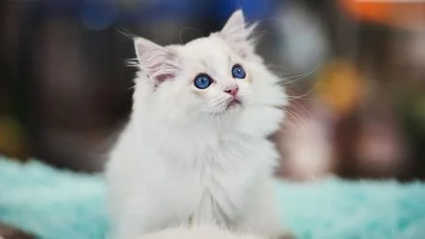 Adorable ragdoll kitten looking up while sitting on a soft blanket Stock Photos