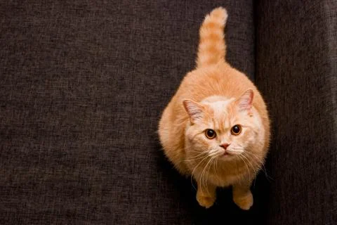 Adorable red cat Stock Photos