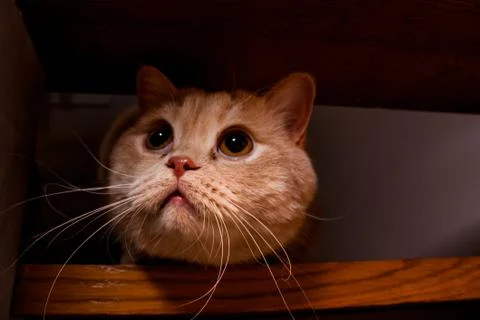 Adorable red cat Stock Photos