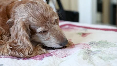 Adorable Red Cocker Spaniel Dog Eating a Pig's Ear While Lying on a Bed Stock Footage 257543586