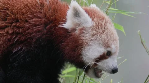 Adorable red panda eating bamboo leaves Stock Footage 326557562