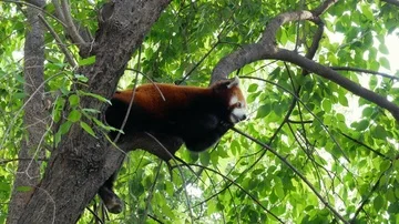Adorable Red Panda Perched On Tree Branch Stock Footage 86154509