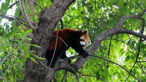 Adorable Red Panda Perched On Tree Branch Stock Footage 86155478